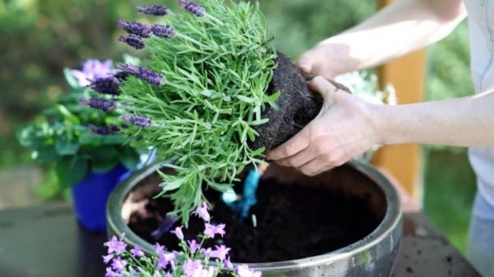 Mantén preciosa y sana a tu lavanda con estos tips de jardinería y cuidado para esta planta