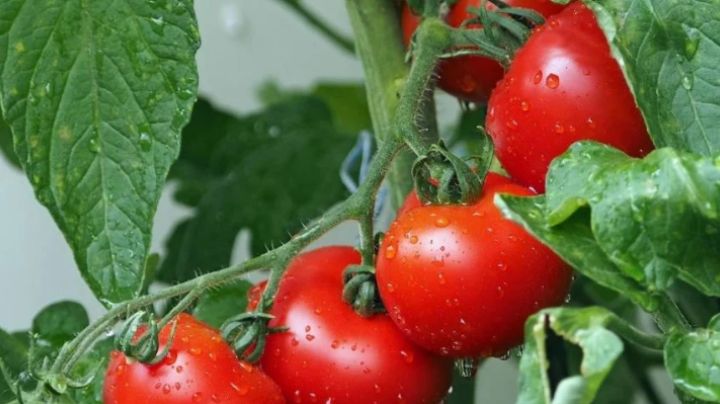 ¿Cómo alargar la temporada del tomate? Consejos de jardinería para tener frutos por más tiempo