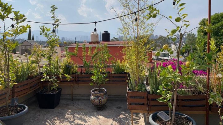 ¿Cómo hacer un jardín en la azotea por etapas? ¿Qué plantas puedes cultivar allí?