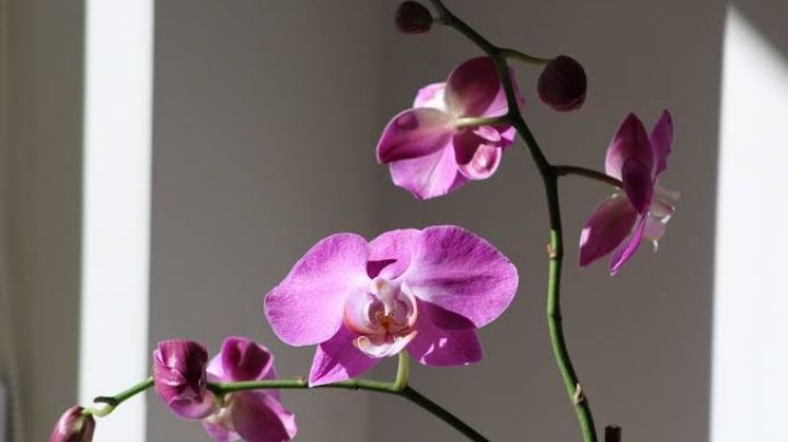 Fertiliza tu orquídea con este ingrediente que tienes en el refrigerador; crecerá más bonita