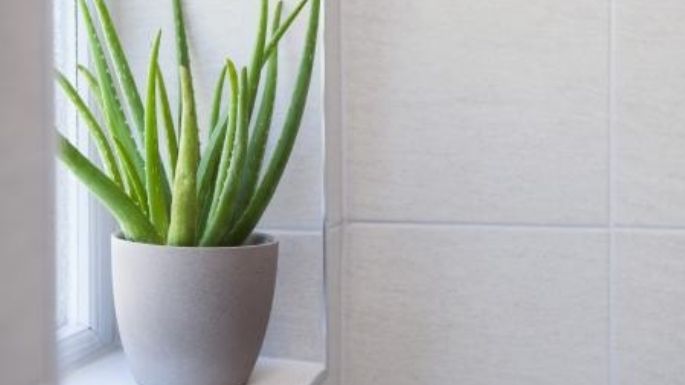 3 plantas de interior que puedes poner cerca de la ventana; es el sitio perfecto para que prosperen