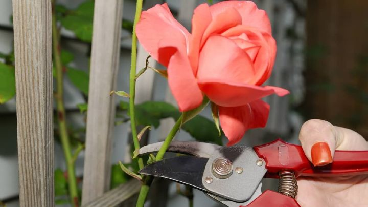 Cuidado de las rosas en septiembre: Esto es lo que tienes que tener en cuenta durante este mes