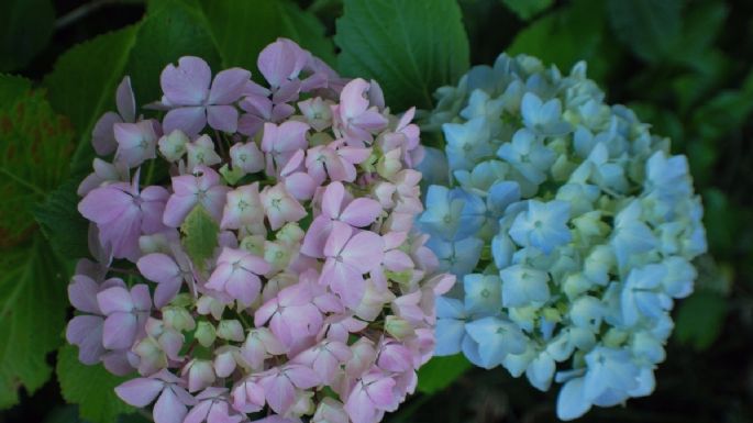 ¿Por qué se secan las hojas de mis hortensias? Causas, soluciones y consejos de mantenimiento