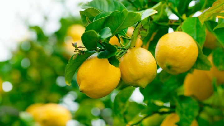 4 cosas que odia un árbol de limón; podría estresarse y evitar el crecimiento de frutos
