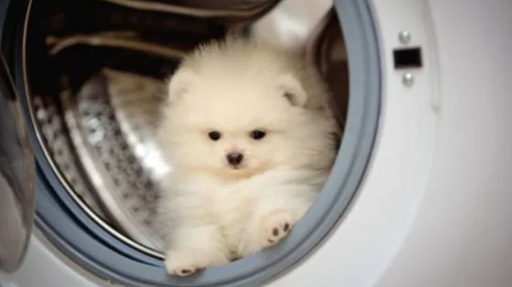 ¿Cómo quitar el pelo de las mascotas de la lavadora y la secadora? Prueba estos trucos de experto
