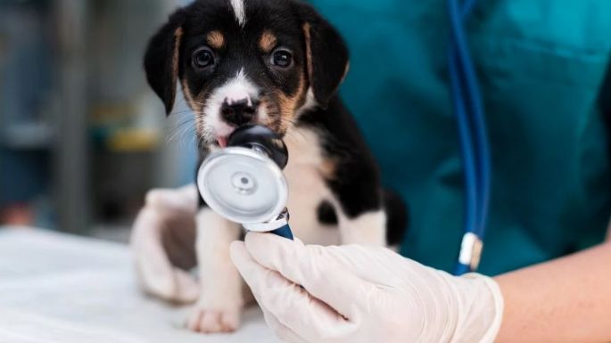 ¿Qué hacer si no tengo dinero para llevar a mi perro al veterinario? Conoce estas opciones sin costo