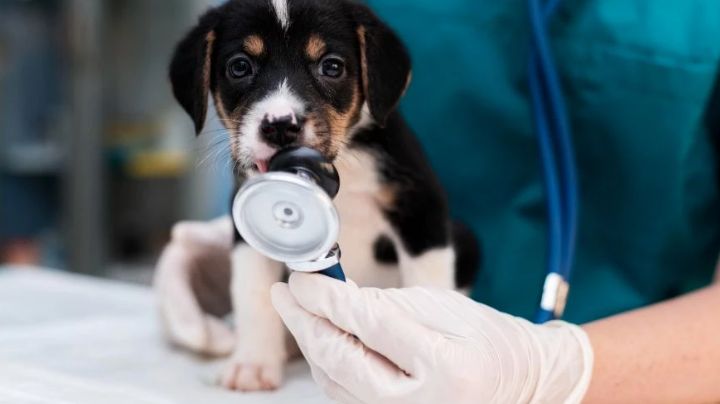 ¿Qué hacer si no tengo dinero para llevar a mi perro al veterinario? Conoce estas opciones sin costo