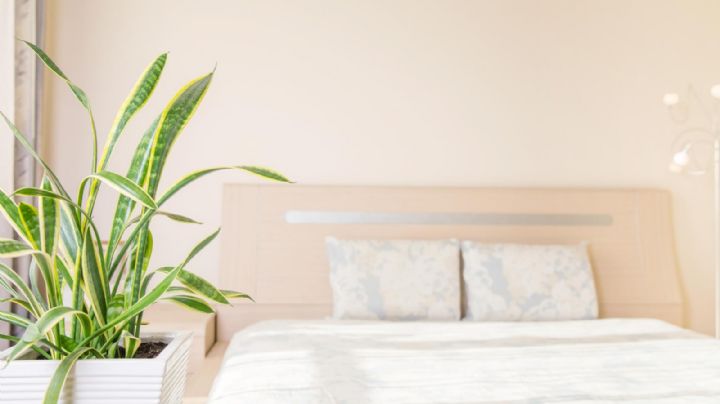 Plantas para tener en tu dormitorio; purifican el aire que respiras y mejoran la calidad de sueño