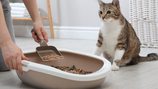 Este ingrediente de cocina elimina los malos olores de la arena para gatos