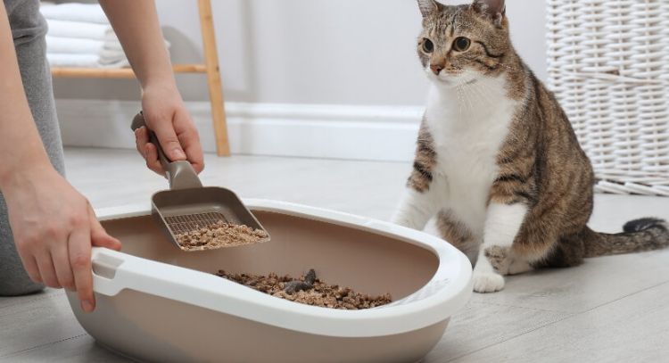 Este ingrediente de cocina elimina los malos olores de la arena para gatos