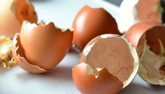 ¿Cómo utilizar las cáscaras de huevo en el jardín? Consejos para potenciar tus plantas