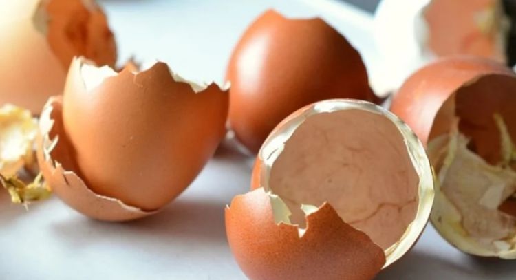 ¿Cómo utilizar las cáscaras de huevo en el jardín? Consejos para potenciar tus plantas